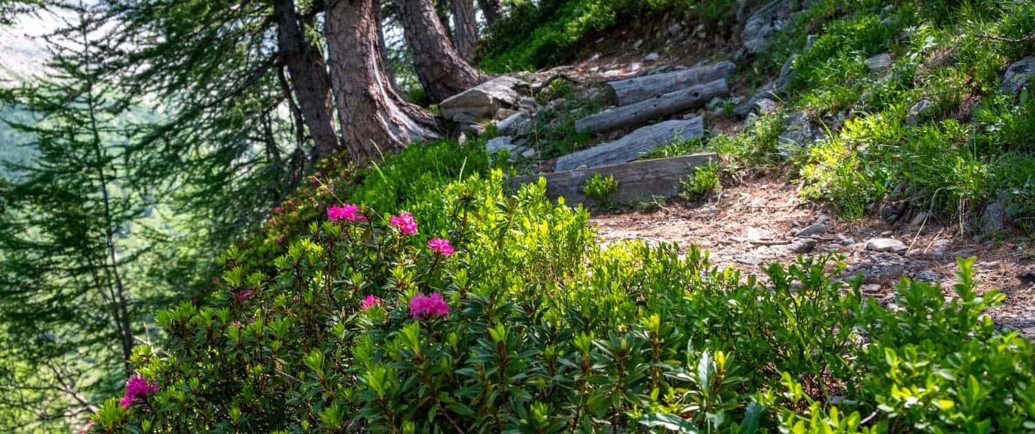 Stockalperweg Monscerapass im Zwischbergental