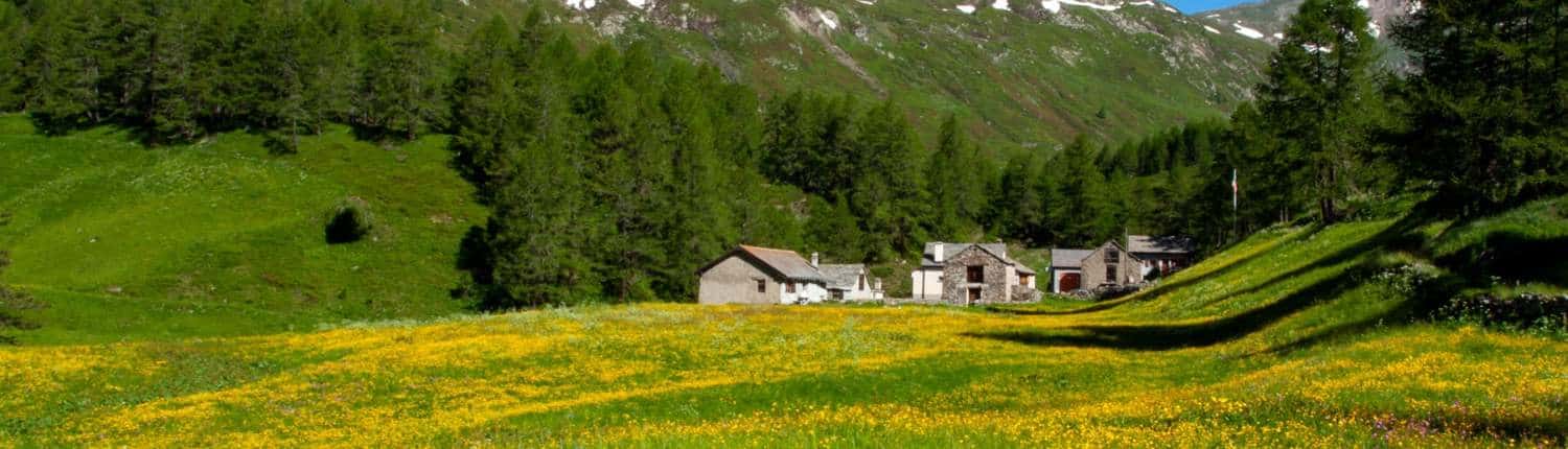 Frühling Stockalperweg Chluismatte