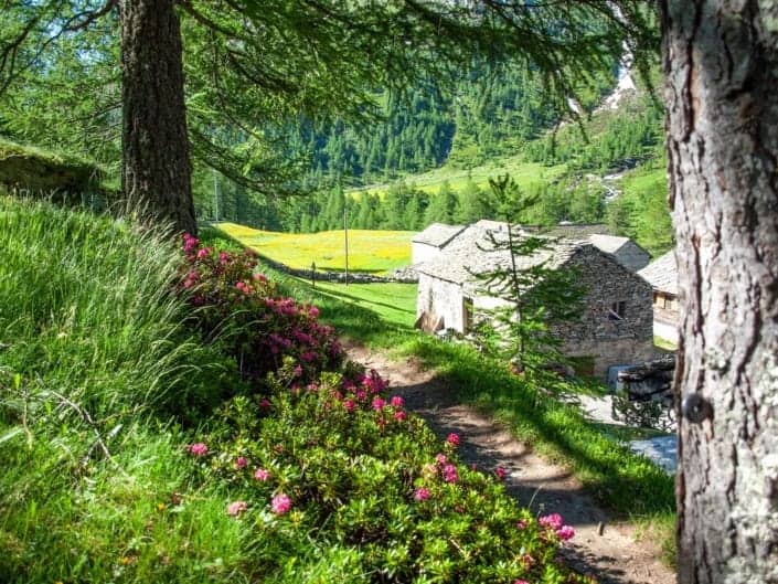 Stockalperweg Alpenrosen Chluismatte Simplon