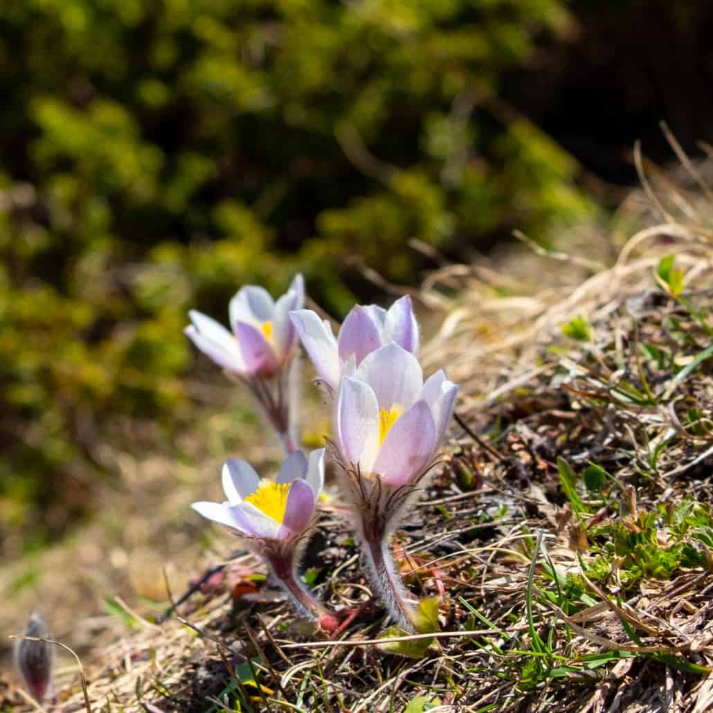 Frühling auf dem Simplonpass