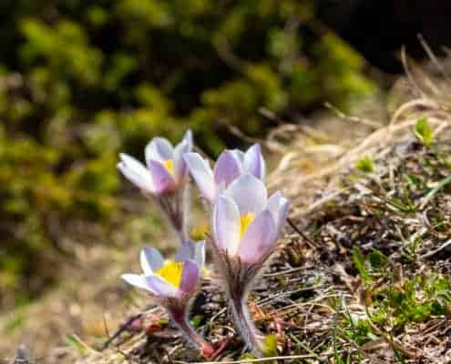 Frühling auf dem Simplonpass