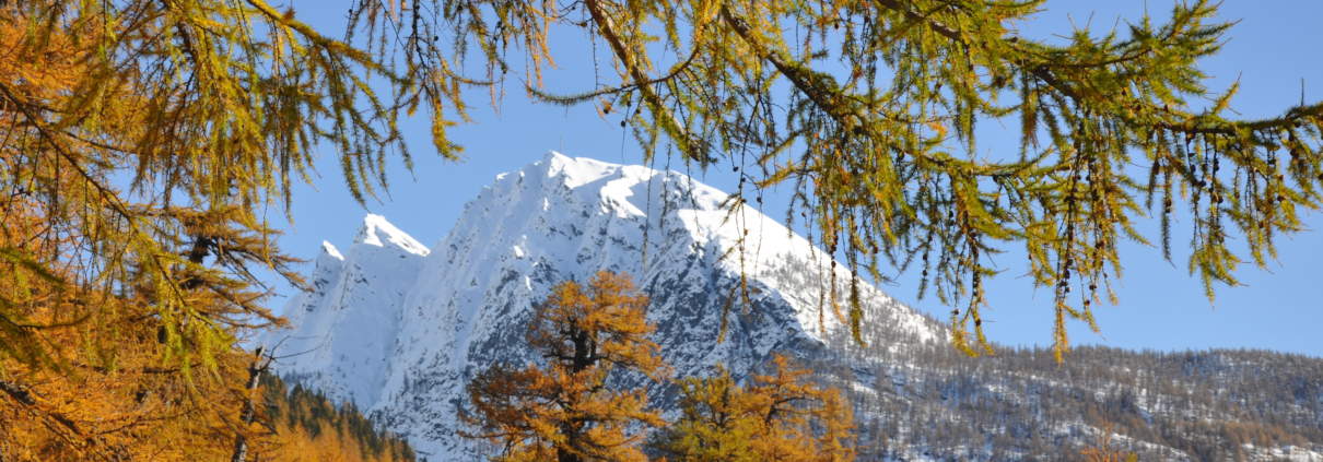 Der Lärchenwald Hittuwald in Simplon