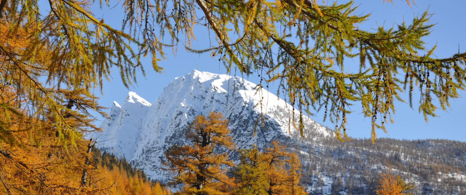 Der Lärchenwald Hittuwald in Simplon