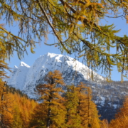 Der Lärchenwald Hittuwald in Simplon