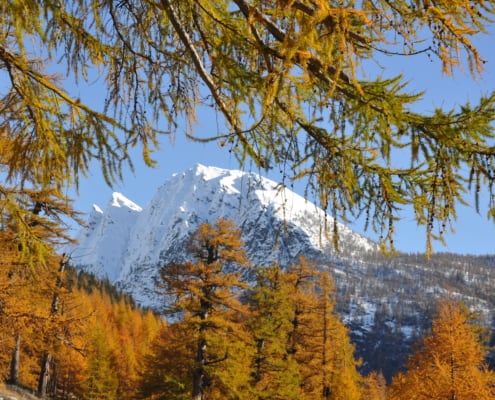 Der Lärchenwald Hittuwald in Simplon